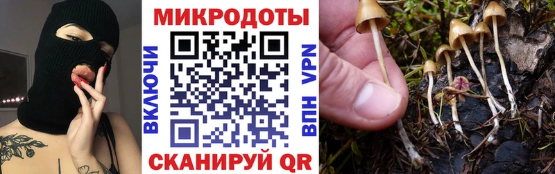 Псилоцибиновые грибы Psilocybine cubensis  купить  цена  Луза 